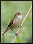 Kleine Karekiet, Eurasian Reed Warbler, Acrocephalus scirpaceus Location: Zwartsluis, the Netherlands kleine karekiet MG 7290 kopie